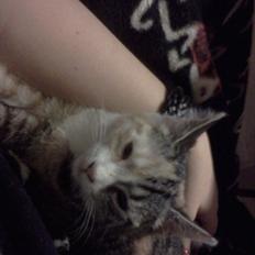 Blanding af racer CocoBine