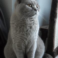British Shorthair Wilfrida