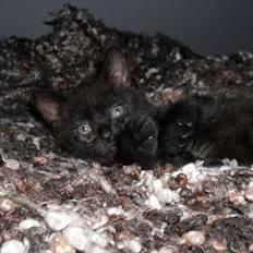 Blanding af racer Irma