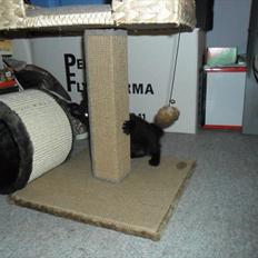 Blanding af racer Irma