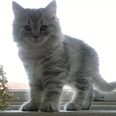 Blanding af racer Luffe