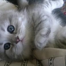 Blanding af racer Luffe