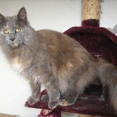Maine Coon Adena