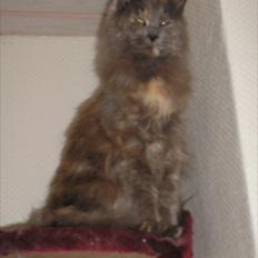 Maine Coon Adena