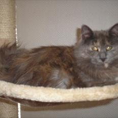 Maine Coon Adena