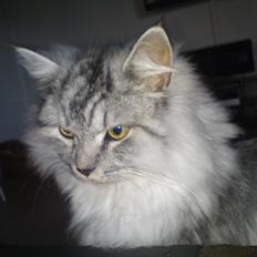 Blanding af racer silver