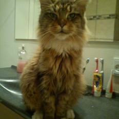 Maine Coon Honny