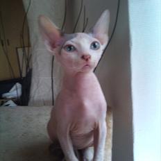 Sphynx Dexter