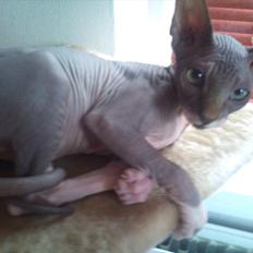 Sphynx Phoenix (Himmelkat) R.I.P