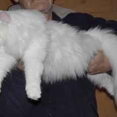 Norsk Skovkat Buum-Cats Hvide Amulet