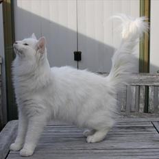 Norsk Skovkat Buum-Cats Hvide Amulet