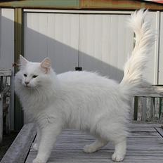 Norsk Skovkat Buum-Cats Hvide Amulet