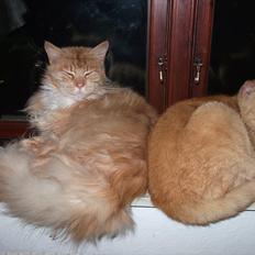 Maine Coon Garfild er blivet slogt snøft