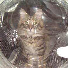 Blanding af racer Paprika