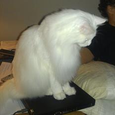 Maine Coon DK Quvangs Duchesse