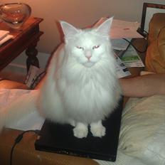 Maine Coon DK Quvangs Duchesse