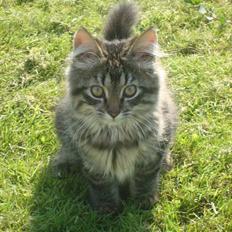 Blanding af racer Bamse  Savnet ;(