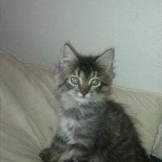 Blanding af racer Bamse  Savnet ;(