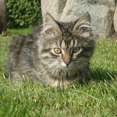 Blanding af racer Bamse  Savnet ;(