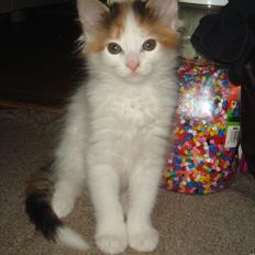 Blanding af racer Modjo