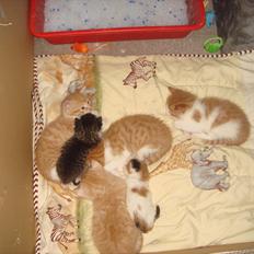 Blanding af racer Modjo