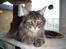 Maine Coon obelix Himmelkat - Såååå smuk