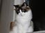 Ragdoll Zion