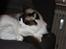 Ragdoll Zion