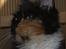Maine Coon DK Proud Danish MoonShadow