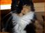 Maine Coon DK Proud Danish MoonShadow - 1½ år