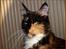 Maine Coon DK Proud Danish MoonShadow
