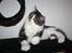 Maine Coon Krammedyret Yankie Bar