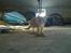 Huskat Liva 