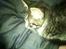 Huskat Jackson R.I.P 21-November-2011