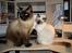 Ragdoll /Hellig Birma Louis