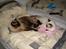 Ragdoll /Hellig Birma Louis