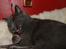 Blanding af racer Figi (Figaro) 