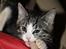 Blanding af racer Tuia R.I.P - 10 uger