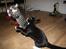 Blanding af racer Tuia R.I.P - 15 uger