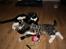 Blanding af racer Tuia R.I.P - 15 uger