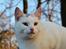 Huskat VIKTORIA. - miaw for en lækkerbisken, læg gerne en kommentar og bedømmelse ;-).