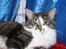 Maine Coon Krammedyret Yankie Bar