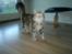 Norsk Skovkat Norhtown Cats Bella Donna