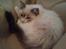 Ragdoll Diva