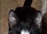 Huskat Sylvester