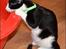 Huskat Sylvester