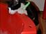 Huskat Sylvester