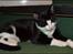 Huskat Sylvester