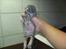Huskat FifiLine