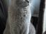 British Shorthair Wilfrida
